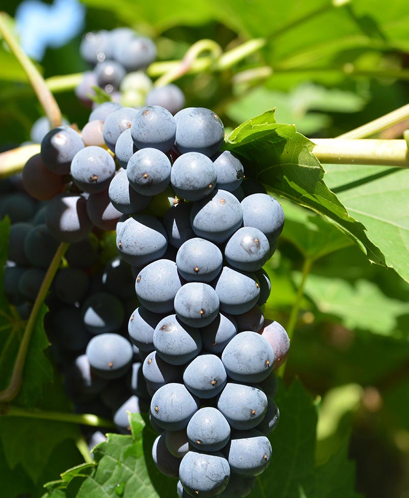 grape variety